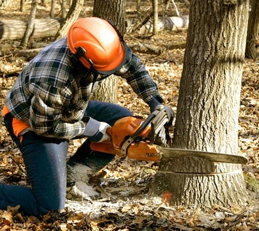 Tree Removal in Glen White, WV